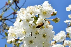 insect with wings on cherry blossoms