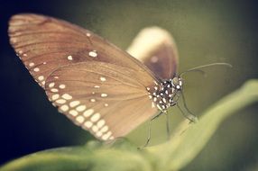 macro photo of a brown butterfly