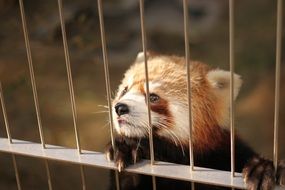 cute red panda lives in a cage in a zoo