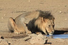 Lion Drinking Waterhole Safari