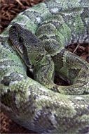Toxic tree snake close-up
