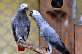 romantic happy Birds