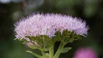 Beautiful pink and white small flowers