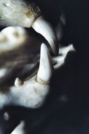 Teeth bones close-up on blurred background