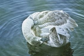 Gray young swan on the water close up