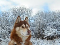 cute lovely Siberian Husky Dog