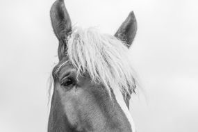 Black and white photo of Horse Head