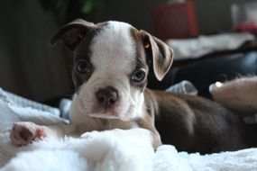 puppy of boston terrier close-up