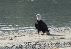 Bald Eagle on beach