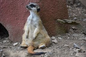 fat meerkat in the zoo