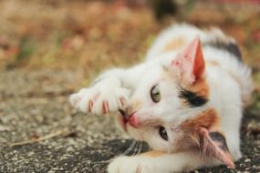 kitten playing on the ground