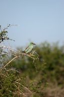 Green-Breasted small Bird