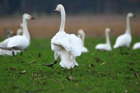 flock of whooper swans