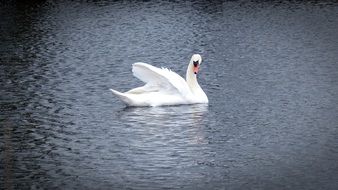 white swan with long neck