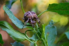 Spider Insect
