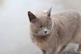 Istanbul Gray cat