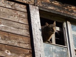 Picture of Domestic tiger Cat