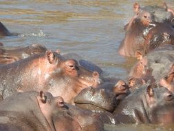 family of hippos are resting in the water