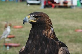 portrait of falcon on green meadow background