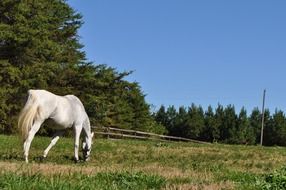 Horse on the field