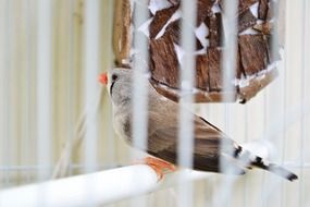 The true finches are small to medium-sized passerine birds