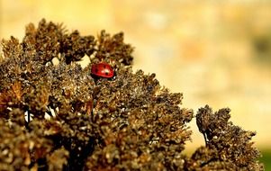 ladybug on a dry plant