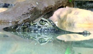 Alligator in River