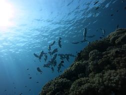 Haemulidae Diving
