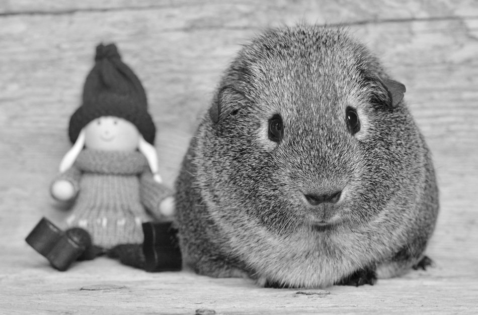 fluffy guinea pig next to the doll