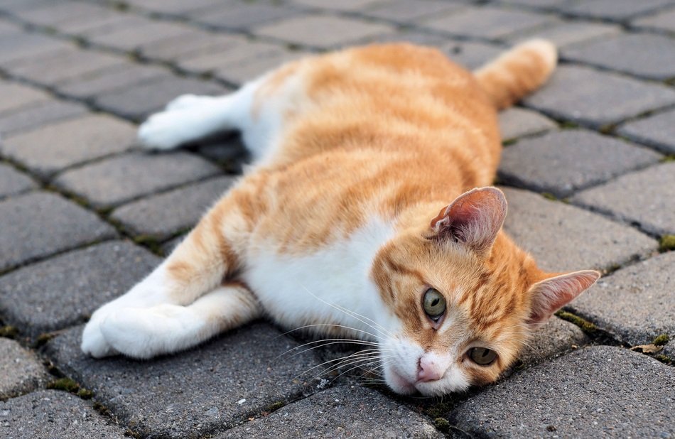 cute lovely Domestic red Cat