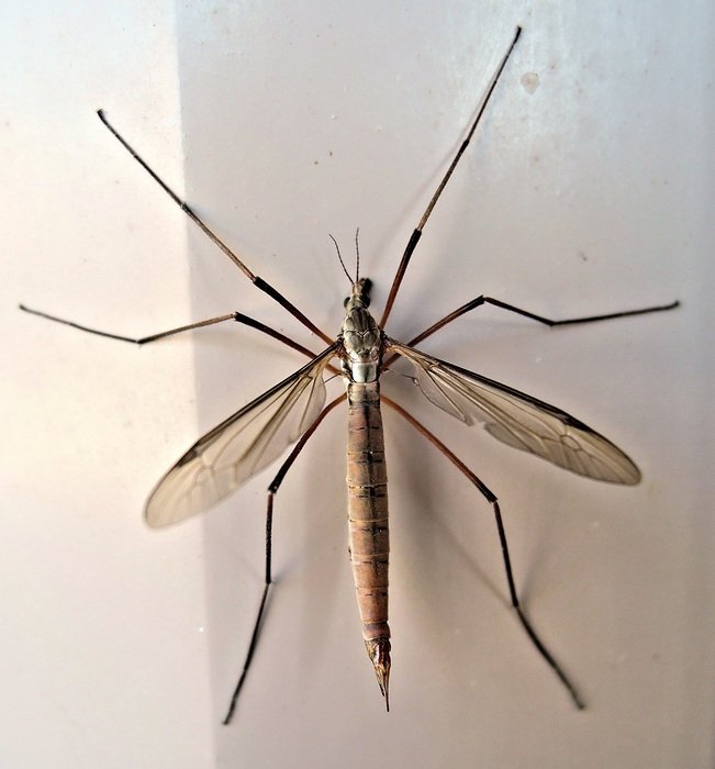 Crane fly in the late summer