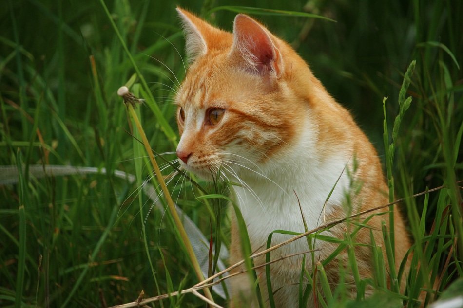 red cat sitting in the green grass