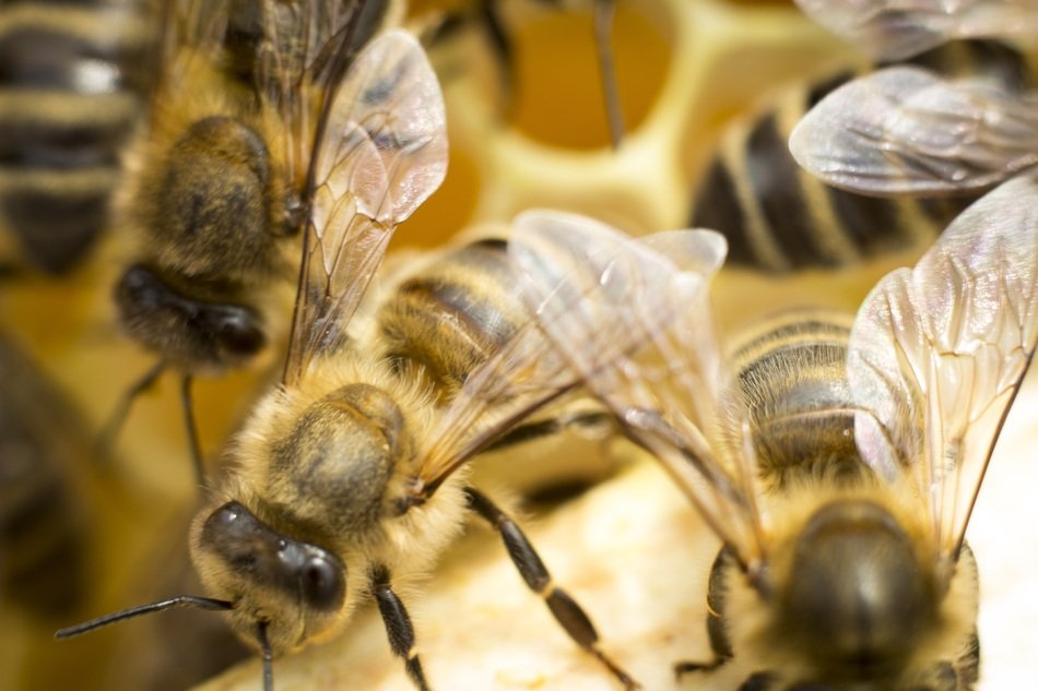 Bee Ul