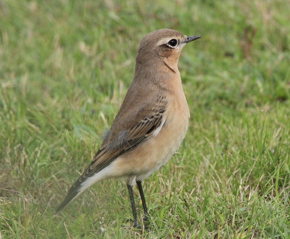 Wheatear bird in nature