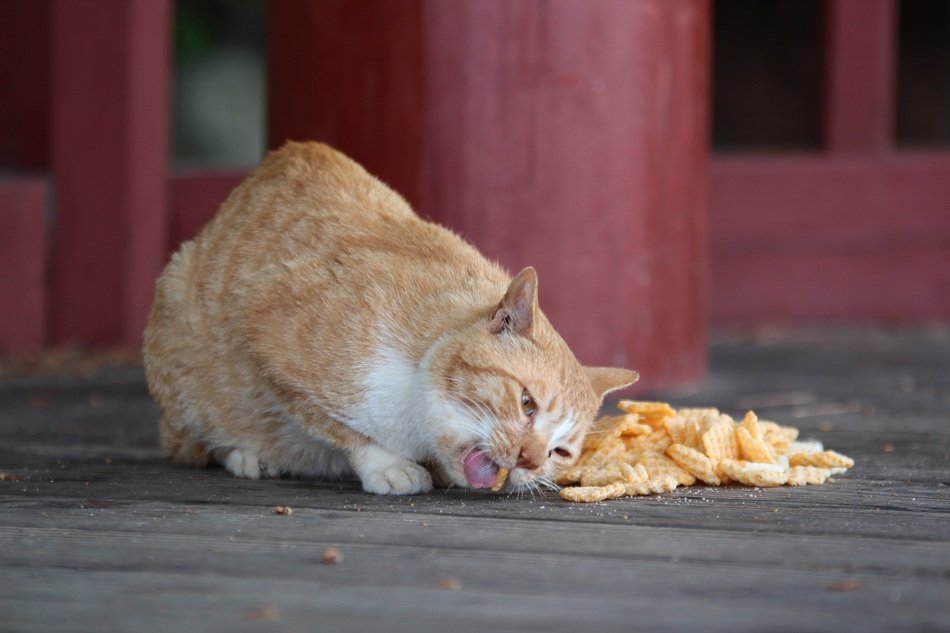 Cat eating food