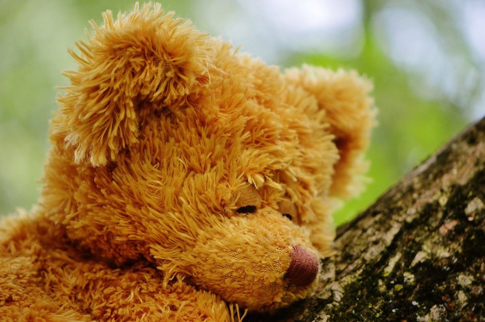 cute teddy on the tree