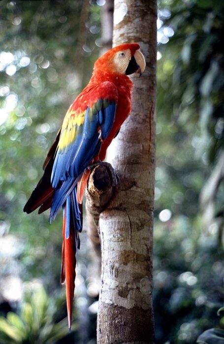 a colorful tropical parrot sits on a tree branch