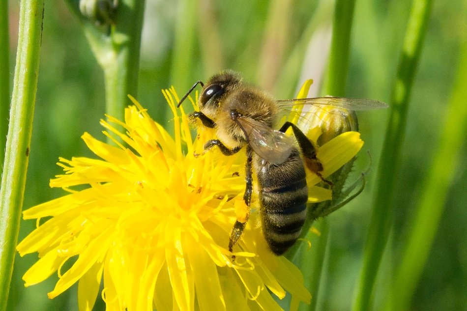homey bee on the spring flower