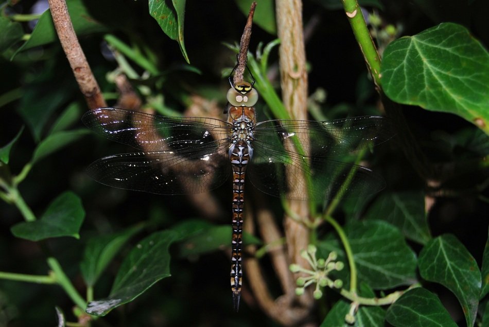 Dragonfly Aeshna