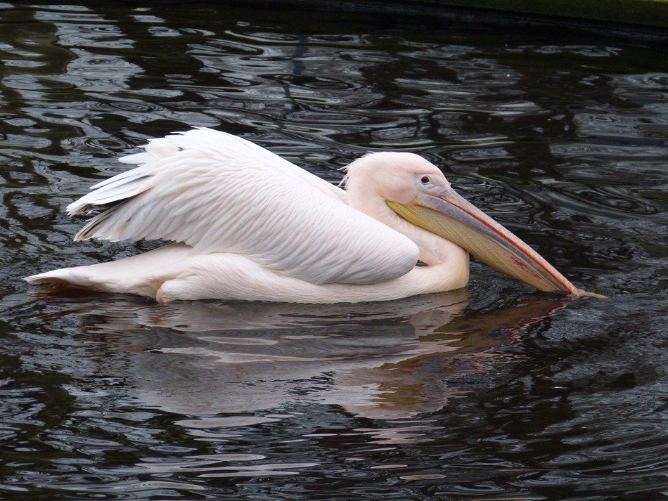 gorgeous Pelikan Bird in Water Swimming