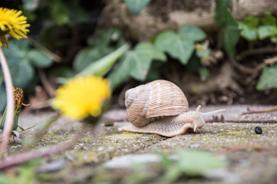 Snail with the shell