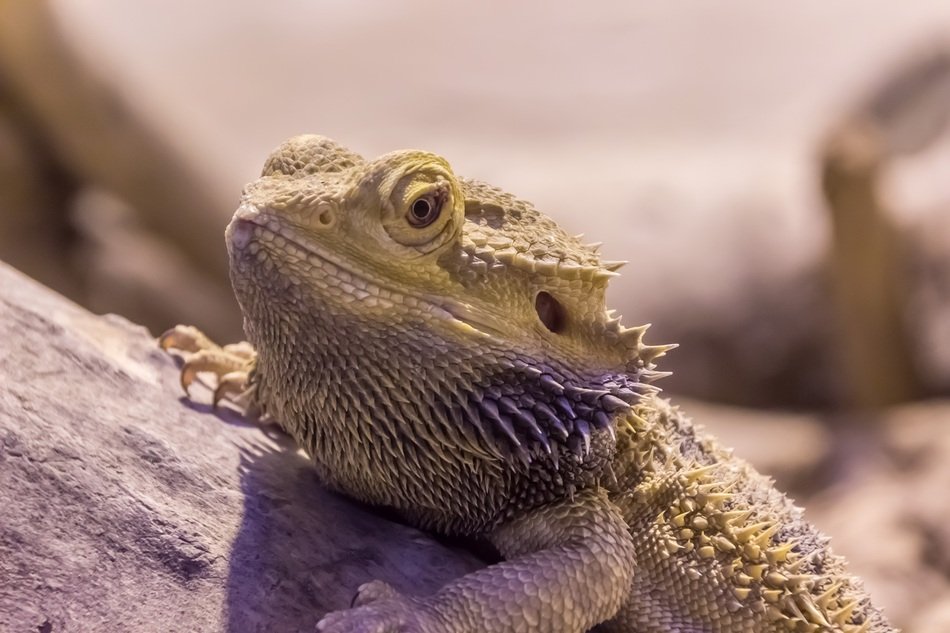nice Dragon Lizard