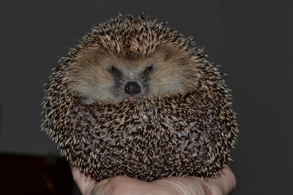 Hedgehog on the hand