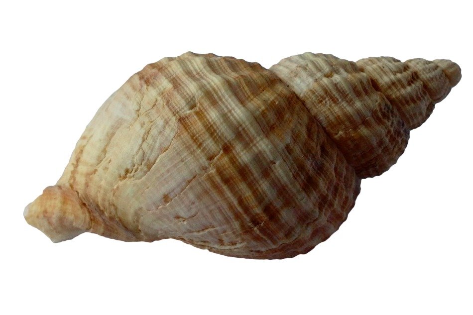 sea shell striped
