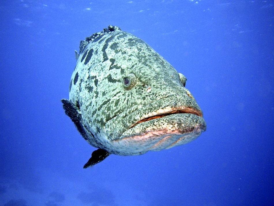 perch in the underwater world