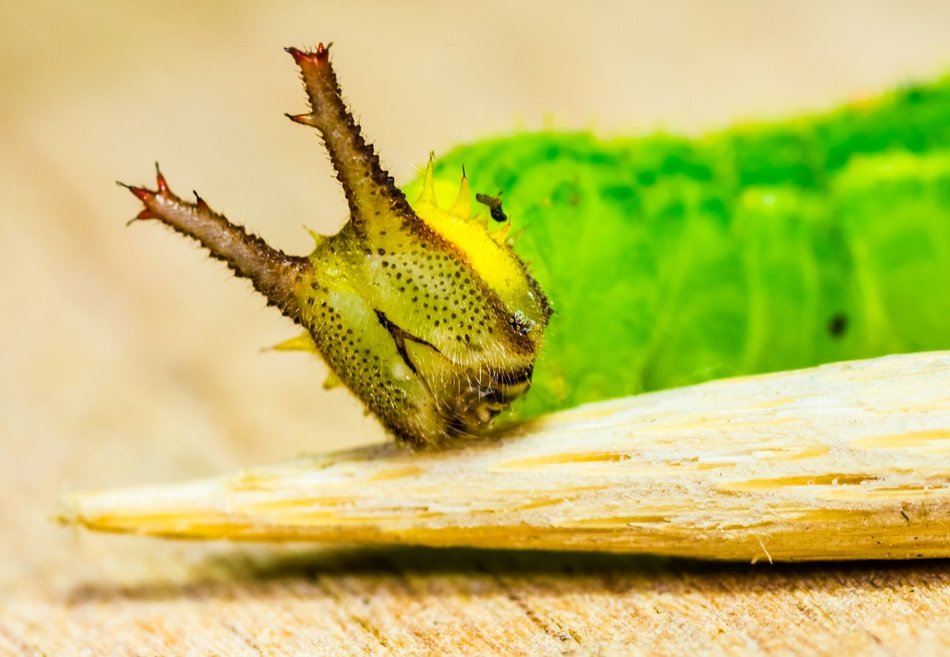 macro green caterpillar head in detail
