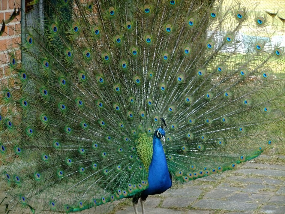 bright peacock in the park