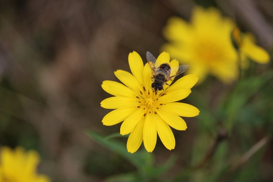 fly on a blooming yellow flower