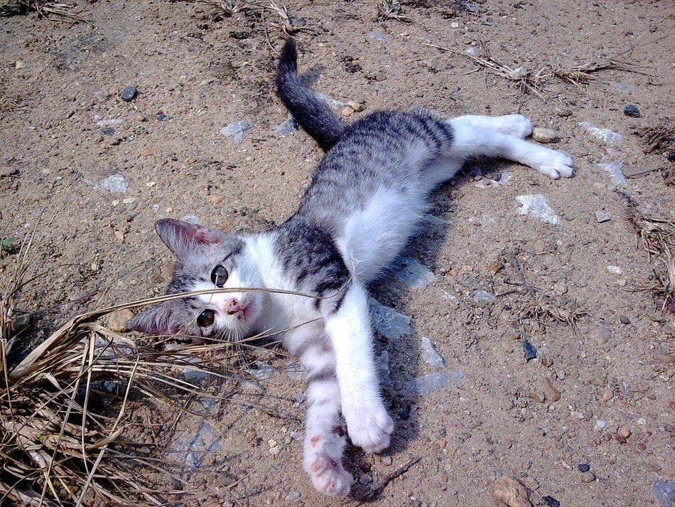 mackerel kitten lying on sand