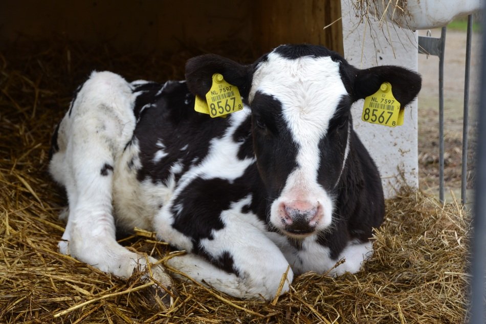 the calf lying on the farm